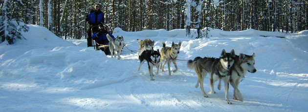 Team building chiens de traineau-Ysséo Event (1, 