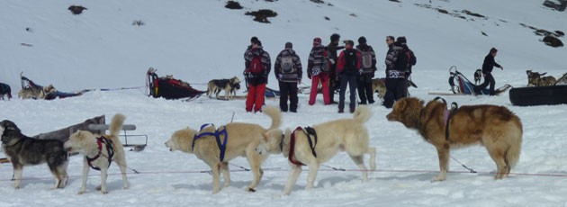 Team building chiens de traineau-Ysséo Event (2, 