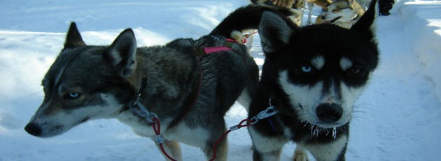 Team building chiens de traineau-Ysséo Event (5, 