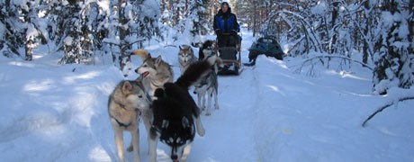 Team building chiens de traineau-Ysséo Event