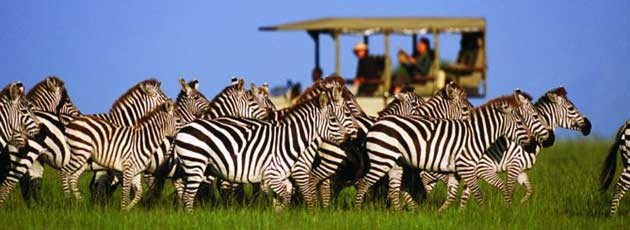 Voyage incentive en Afrique du Sud - Ysséo Event agence incentive (1, 