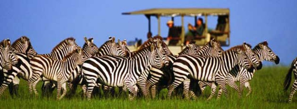 Voyage incentive en Afrique du Sud - Ysséo Event agence incentive (1, 