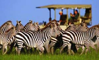 Voyage incentive en Afrique du Sud - Ysséo Event agence incentive