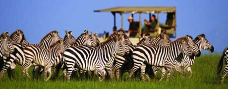 Voyage incentive en Afrique du Sud - Ysséo Event agence incentive